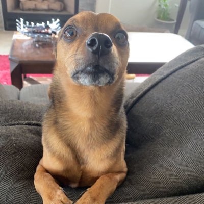 maxxiepoo tweet media