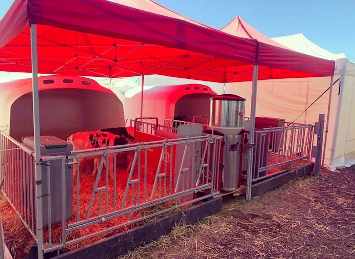 The calves have arrived and are settling in well for the <a href="/greatyorkshow/">Great Yorkshire Show</a> 🐮They are going to be fed by the #LelyCalm automatic calf feeder during their stay. 

#GYS22 #SwitchToAutomation #HappyCalves