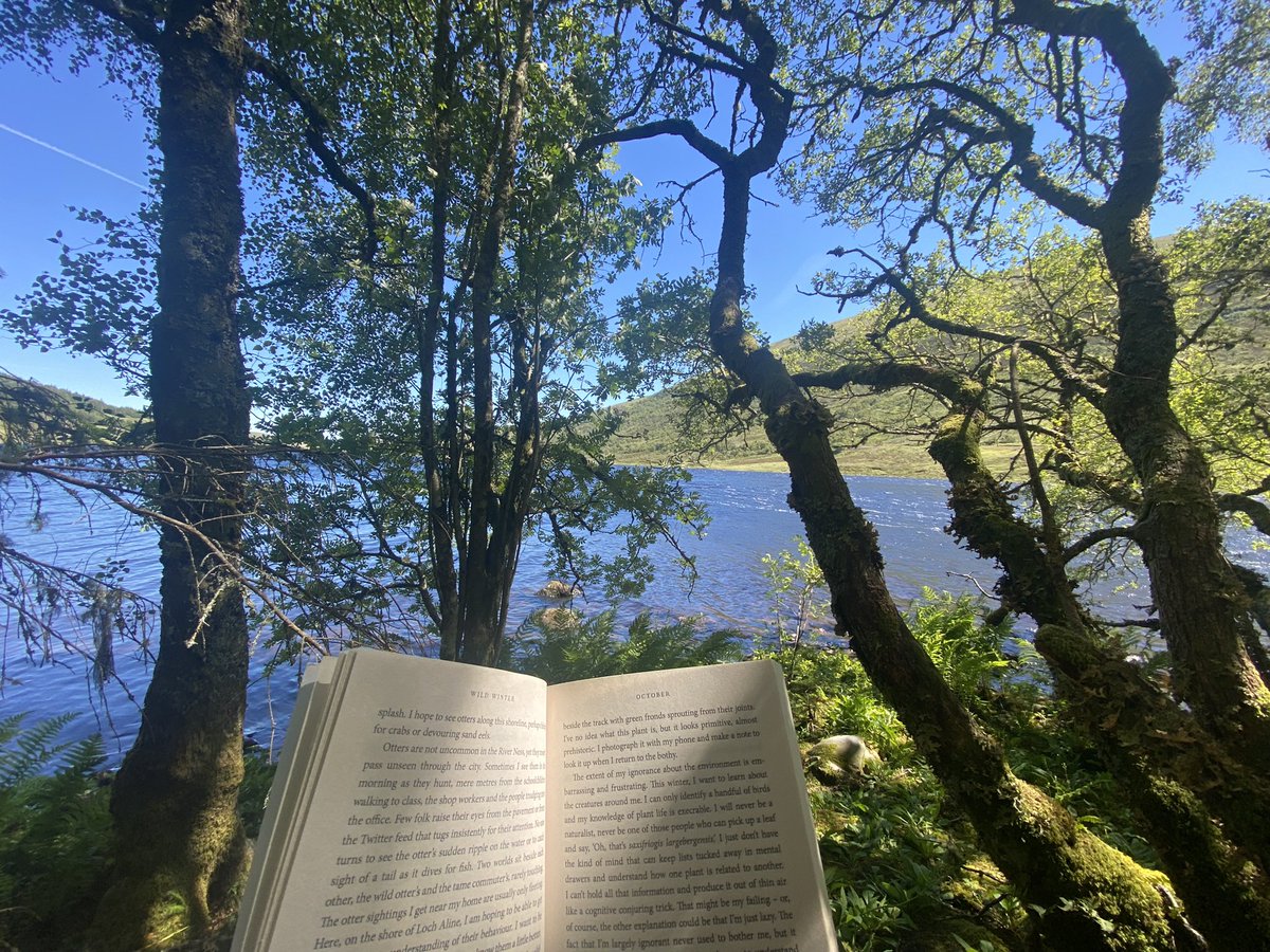 lolly9974's tweet photo. Nice spot on one of the islands on Loch Sgamhain to sit and read  Wild Winter by John D Burns #Scotland #Sunnydays #summertime #lochlife https://t.co/Z9kRLfw234