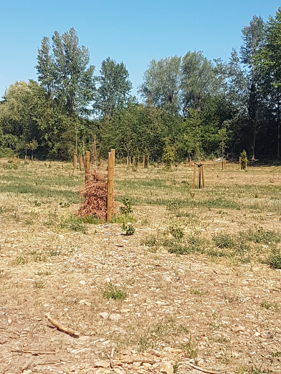 rodrigo_saiz_ga's tweet photo. Hoy he dado 1paseo x #FuentesBlancas he visto se han hecho mejoras, puesto bancos, mejorado aparcamientos✅
Pero x otro lado algunos árboles d la reforestación d la parte norte, están totalmente achirrados, y son unos cuantos❌
Por favor @Aytoburgos ¡mantenimiento!
#cinturonverde https://t.co/ZzMNvP4HNV