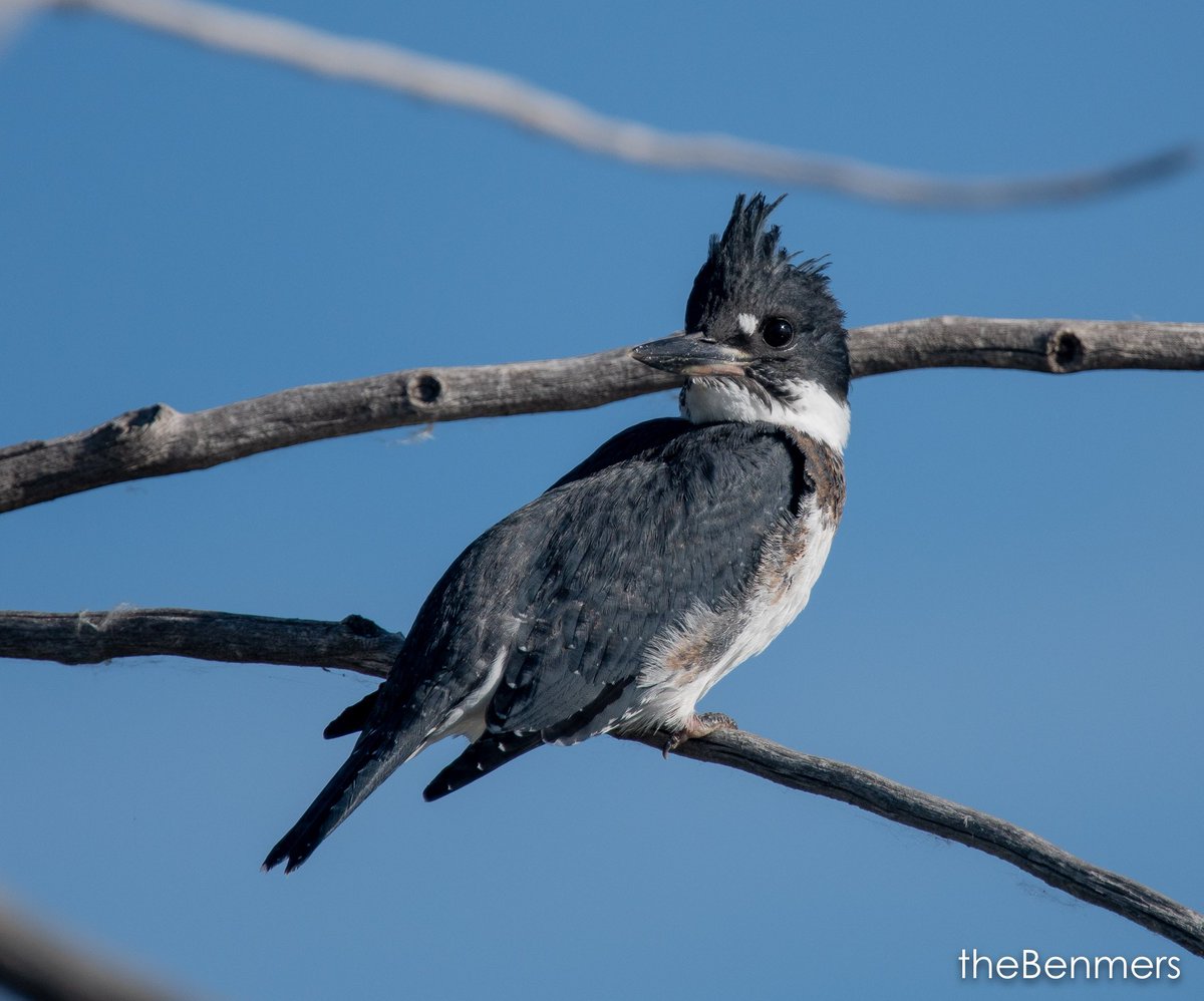 Delphine Farmer tweet media