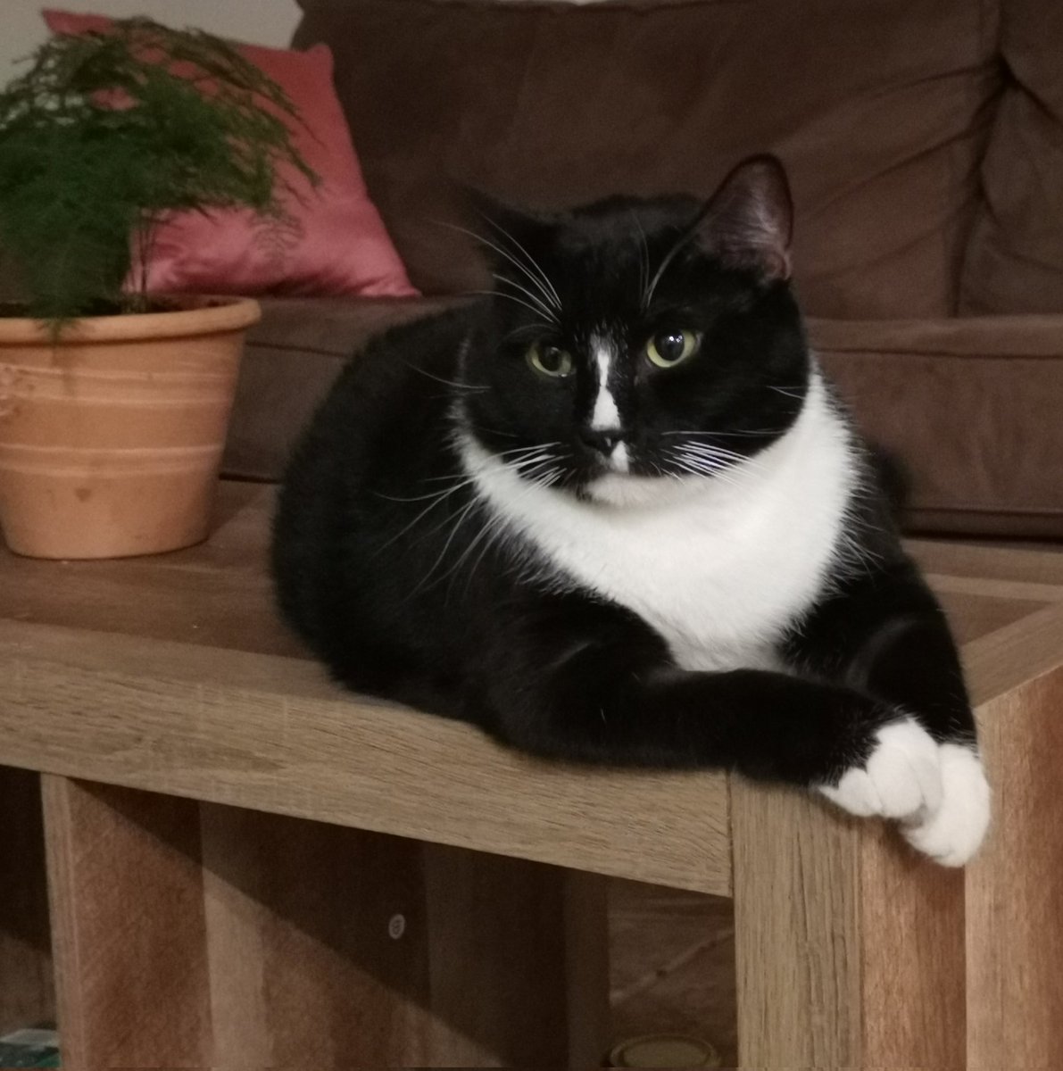 andradeitzel1's tweet photo. Todo un galán 💖🐱 https://t.co/7ZYULvkUUw