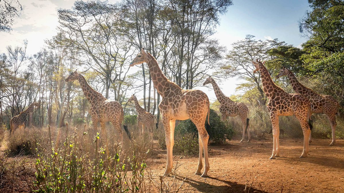 uberplanet's tweet image. 📍 Nairobi National Park, Kenya 🇰🇪 #Nairobi #Kenya