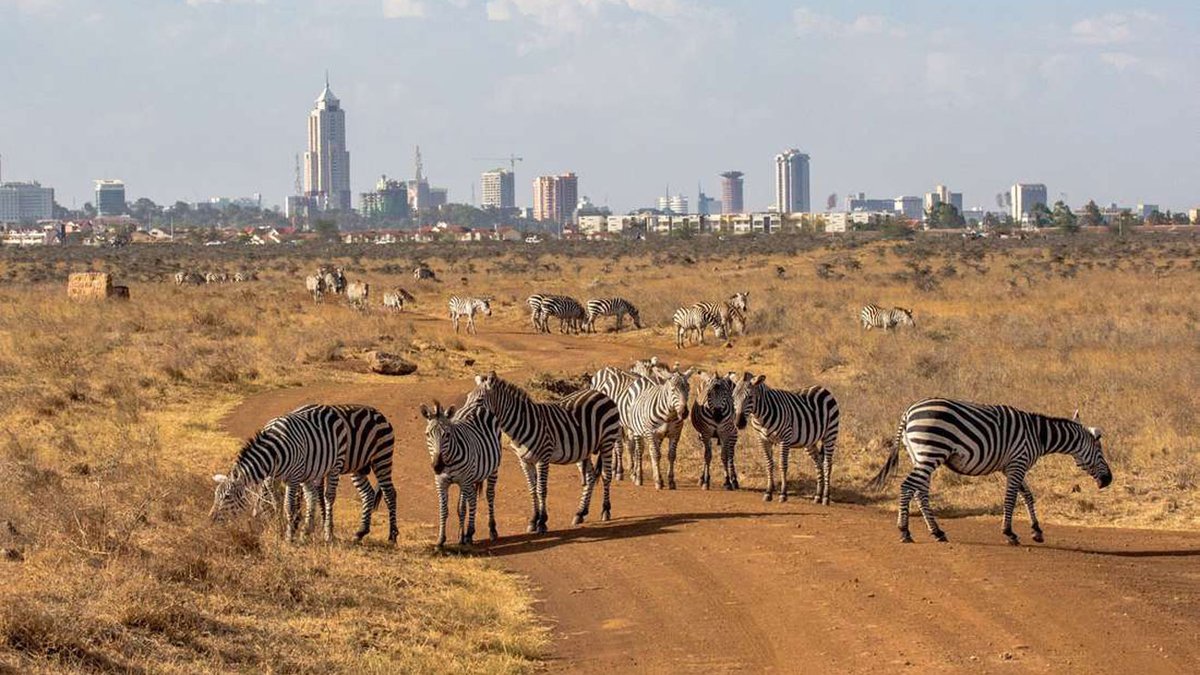 uberplanet's tweet image. 📍 Nairobi National Park, Kenya 🇰🇪 #Nairobi #Kenya