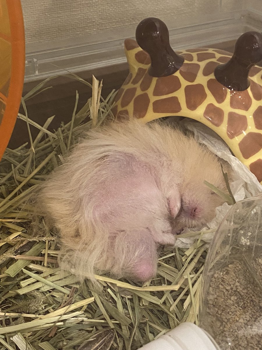 mochio2019's tweet photo. こぼれうに。
（ほぼ家から出てる、、w）
もうおじいちゃんだから少し毛が薄くなってきましたが、うにちゃん、スローライフを楽しんでいます。🐹
#ハムスターのいる生活 #ゴルハム #長毛ハムスター https://t.co/FKpF3oA5ZJ