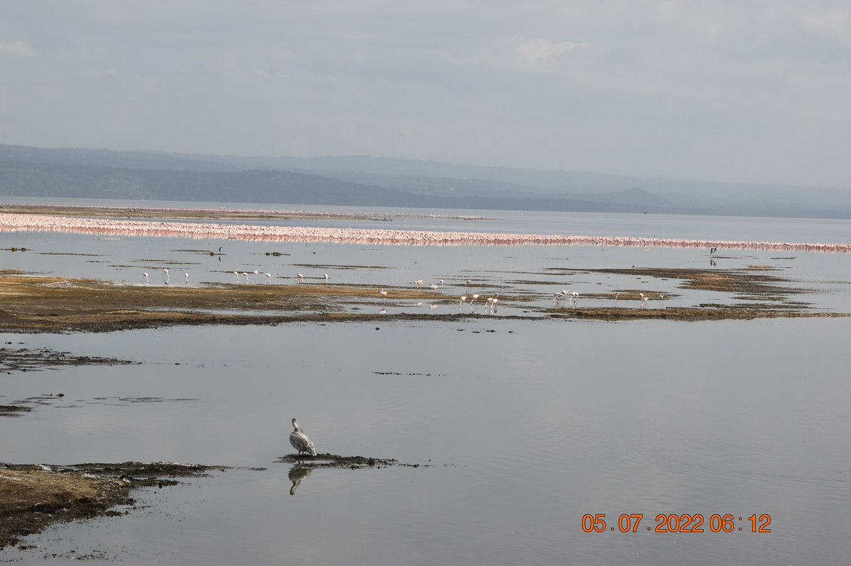 After more than a year studying Flamingo lakes using satellite imagery I finally got to see lakes Nakuru and Bogoria up close! 😁 Lesser Flamingos are amazing to see in person! (and very noisy)🦩