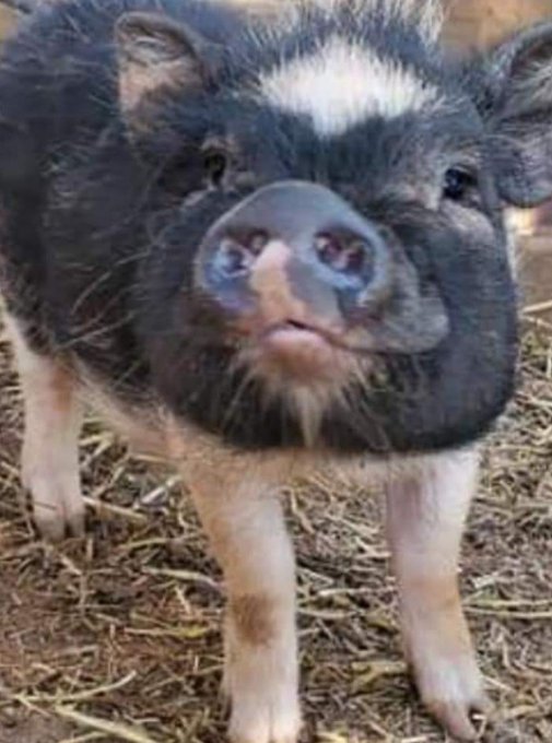 My piggy is 2 years old now!!! My beautiful Diamond 💎🐷 https://t.co/vA3NvSHDBv<a href="/tag/thankful"class="tags"><span>#thankful</span></a>