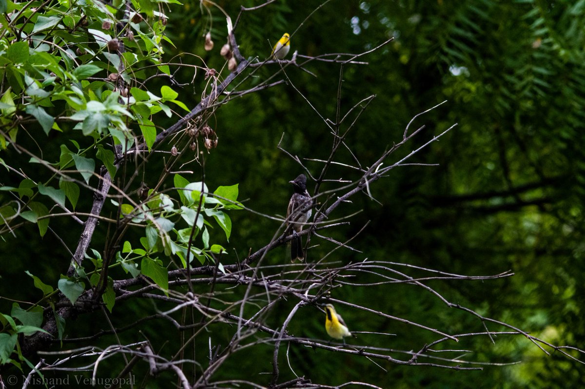 nvgpal79's tweet photo. Nature's 3-tier Accommodation , Birds are purple sunbird, red vented bulbul and Indian White Eye
Delhi, July 2022
#Monsoonbirds  #NatureAroundUs  #ResidentBirds  #GoofyBirds  #IndiAves  #NearlyGotIt  #ColourfulBirds  #SongBirds #bird #birdwatching #birds #birding 
@IndiAves https://t.co/SbssRbJ6Ou