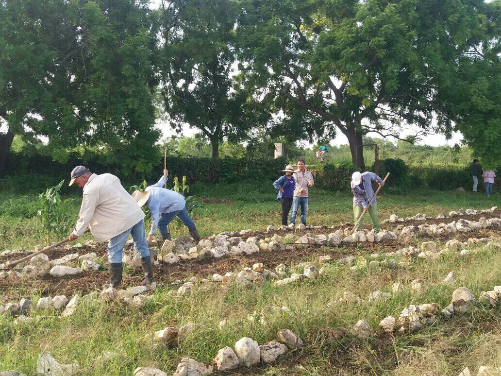 AmppUNoris's tweet photo. Se efectuó jornada de trabajo voluntario en el municipio Urbano Noris https://t.co/tpHZUNp8TN #UrbanoNorisViveYTrabaja #26Julio #Holguín https://t.co/X8zncbsOXT