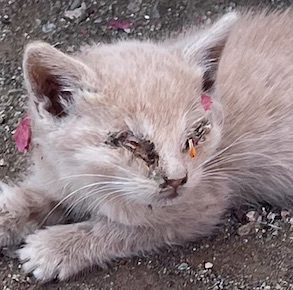 DrAmishShah's tweet photo. Last month, while I was door-knocking in Sunnyslope, I noticed this little creature by the side of the house in a flower bed. He was the size of my hand. His eyes were totally crusted shut, and he was not able to fend for himself. I knew he would die soon if he remained there. https://t.co/rlMaIQd4Tj