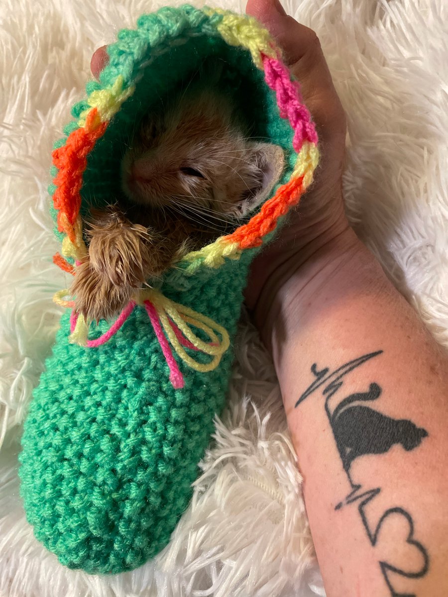 DrAmishShah's tweet photo. Last month, while I was door-knocking in Sunnyslope, I noticed this little creature by the side of the house in a flower bed. He was the size of my hand. His eyes were totally crusted shut, and he was not able to fend for himself. I knew he would die soon if he remained there. https://t.co/rlMaIQd4Tj
