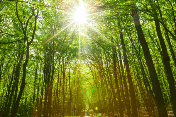 onetreeplanted's tweet photo. #GOODNEWS!🌲🎉We've rounded up positive environmental stories from the last month that will make you smile😁👉https://t.co/vOhthXQAyX https://t.co/GTtfYU1ruE