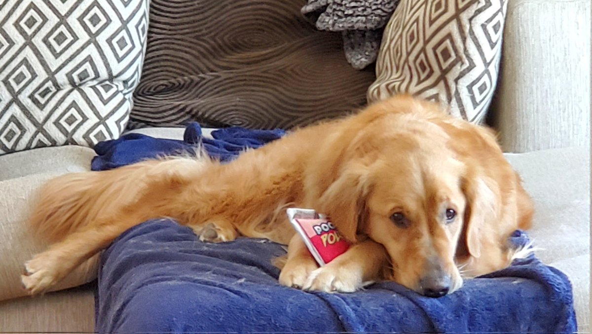 MelissaAlli's tweet photo. @barkbox id say he loves his pooch pouch! We love barkbox! https://t.co/dMGOfsrJ2T