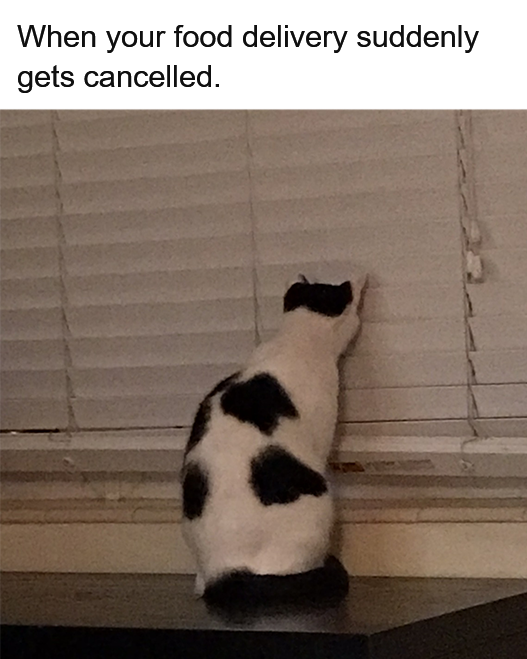 Litterbox tweet media