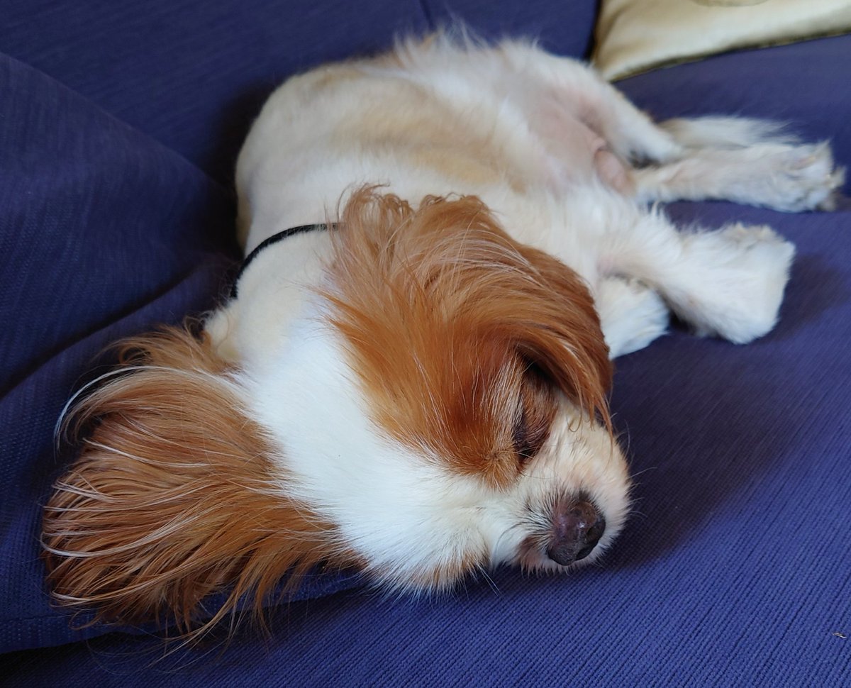 Wimbledon final excitement #sofaSportsdog