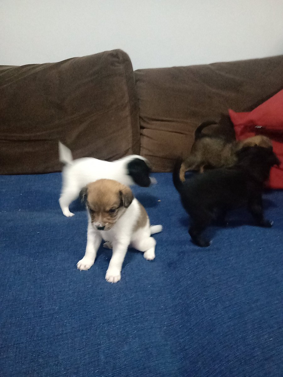 lilsventura's tweet photo. Oii
Minha filha Molly teve bebês, que fizeram um mês e estão sendo muito bem cuidados. São extremamente fofos e carinhosos
Infelizmente não posso ficar com eles, me ajudem a encontrar um lar pros filhotinhos! https://t.co/76XsWgSweI