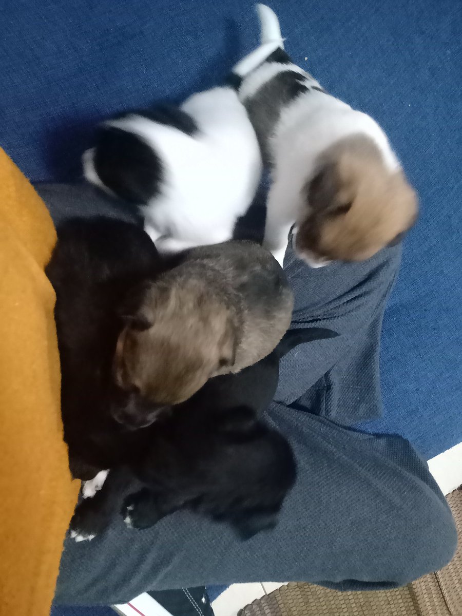 lilsventura's tweet photo. Oii
Minha filha Molly teve bebês, que fizeram um mês e estão sendo muito bem cuidados. São extremamente fofos e carinhosos
Infelizmente não posso ficar com eles, me ajudem a encontrar um lar pros filhotinhos! https://t.co/76XsWgSweI