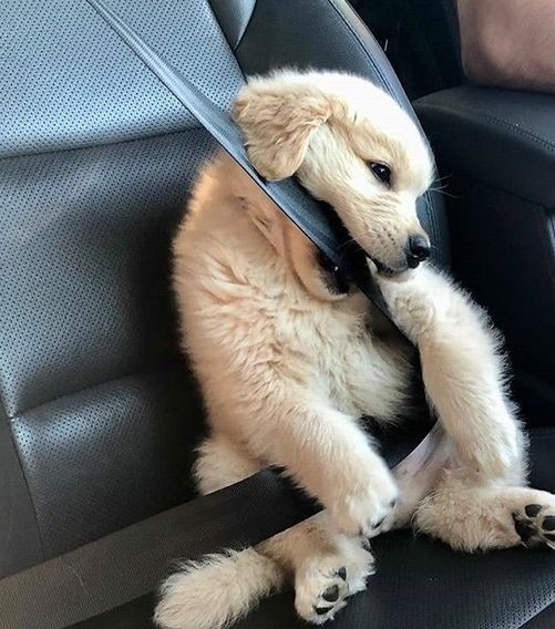 2022年07月10日
home — 11:08

—— everyone meet billy, my baby.