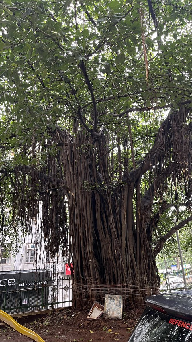 ketan83's tweet photo. Trees exhale for us so that we can inhale them to stay alive. Can we ever forget that? Let us love trees with every breath we take. Being A Tree Lover I Just Kept Looking At This Beautiful Banyan Tree 🌳
#TreesAreImportant 💚 https://t.co/lGXR2LTe1p