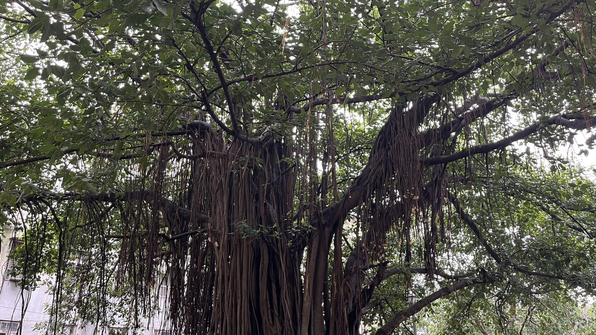 ketan83's tweet photo. Trees exhale for us so that we can inhale them to stay alive. Can we ever forget that? Let us love trees with every breath we take. Being A Tree Lover I Just Kept Looking At This Beautiful Banyan Tree 🌳
#TreesAreImportant 💚 https://t.co/lGXR2LTe1p