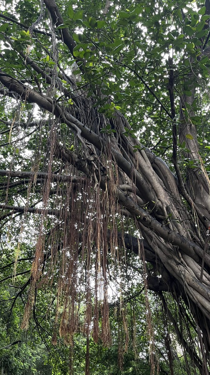 ketan83's tweet photo. Trees exhale for us so that we can inhale them to stay alive. Can we ever forget that? Let us love trees with every breath we take. Being A Tree Lover I Just Kept Looking At This Beautiful Banyan Tree 🌳
#TreesAreImportant 💚 https://t.co/lGXR2LTe1p