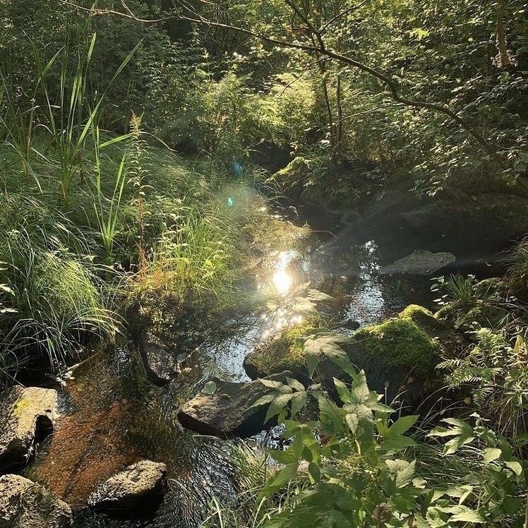 DI0RSBABY's tweet photo. a day spent in nature>> https://t.co/p6fyBL1TAx