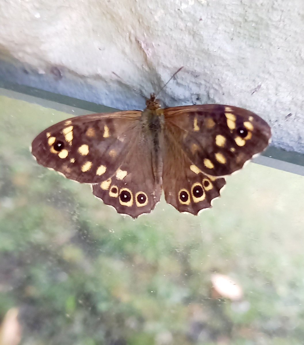 Butterfly spotting in the garden. A 'Speckled Wood'.
#NaturePhotography #NatureMatters #butterflies #appreciatingnature
