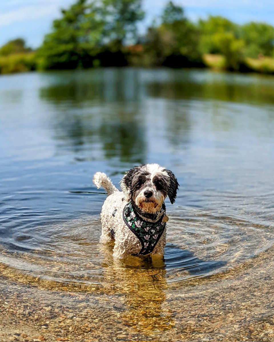 AnimalEvalution's tweet photo. The UK is having another #heatwave &amp; it's crucial you keep your #pets safe &amp; cool 🌬️ It's important that all #dog owners know how dangerous it is to take your dog out when it's above 21°c (70°f) 🌡️A great way to keep #cool is to let your dog have a little paddle 💦 #summer #sun https://t.co/Jh9E3WMoT3