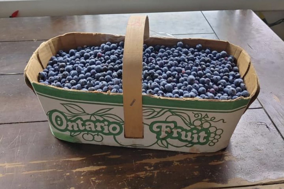 In Ojibwe our word for July is miin-giizis (pronounced mean-geezis;hard g). Also translates to blueberry moon.