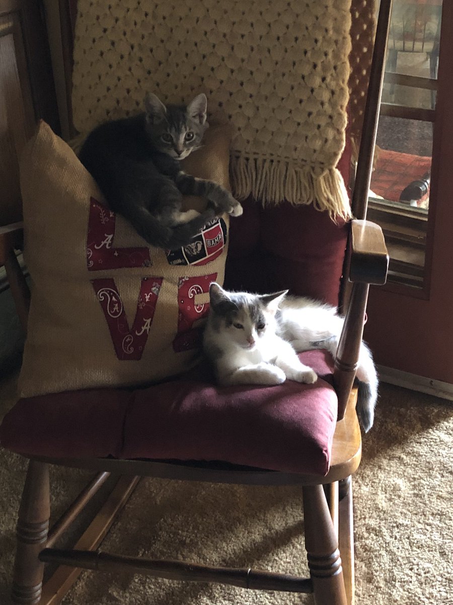 acres_windy's tweet photo. @waff48 My babies https://t.co/2pLzI1OeW1