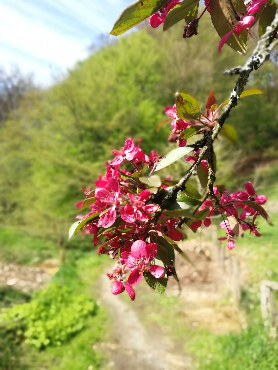 Impressionen vom schönen #Eifgenbachweg, Streifzug Nr. 5! Mehr auf bergisches-wanderland.de 🥾🥾🥾