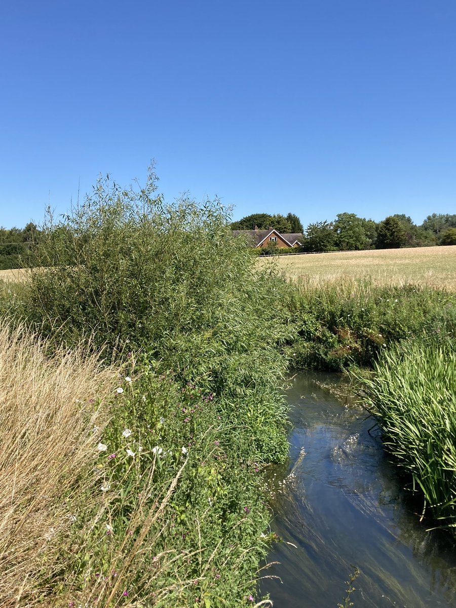 Working with nature really makes a difference, allowing a fallen willow to scour out a pool over the winter, a simple lift cut add some hazel faggots to manipulate the flow ❤️ working with simple materials that make such a difference <a href="/WildTroutTrust/">The Wild Trout Trust</a> <a href="/ProfJGrey/">Jonathan Grey</a> <a href="/LionsEnv/">Lions Environmental Limited</a>