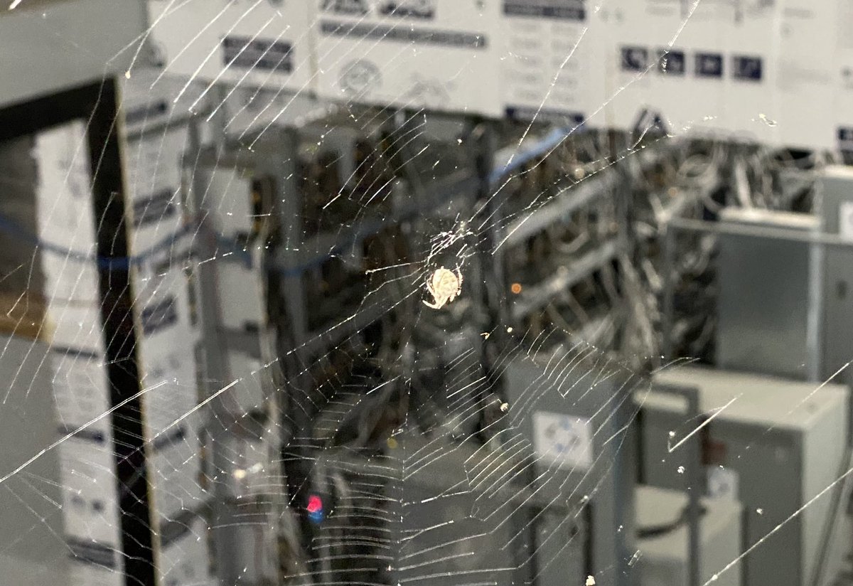 Spiderbro helping to filter the fresh air in the #Bitcoin mine. Nature and #Bitcoinmining coexistence. 

<a href="/HodlTarantula/">HODLTarantula(HT)🏴‍☠️Sovereign Maximalist</a> this one of yours? 😂