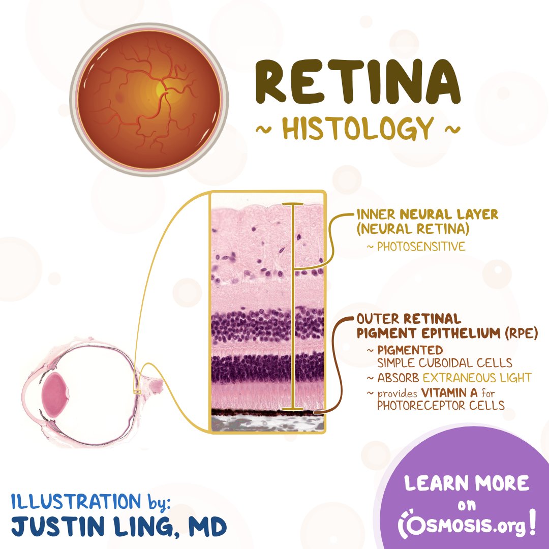 The retina and retinal pigment epithelium (RPE)