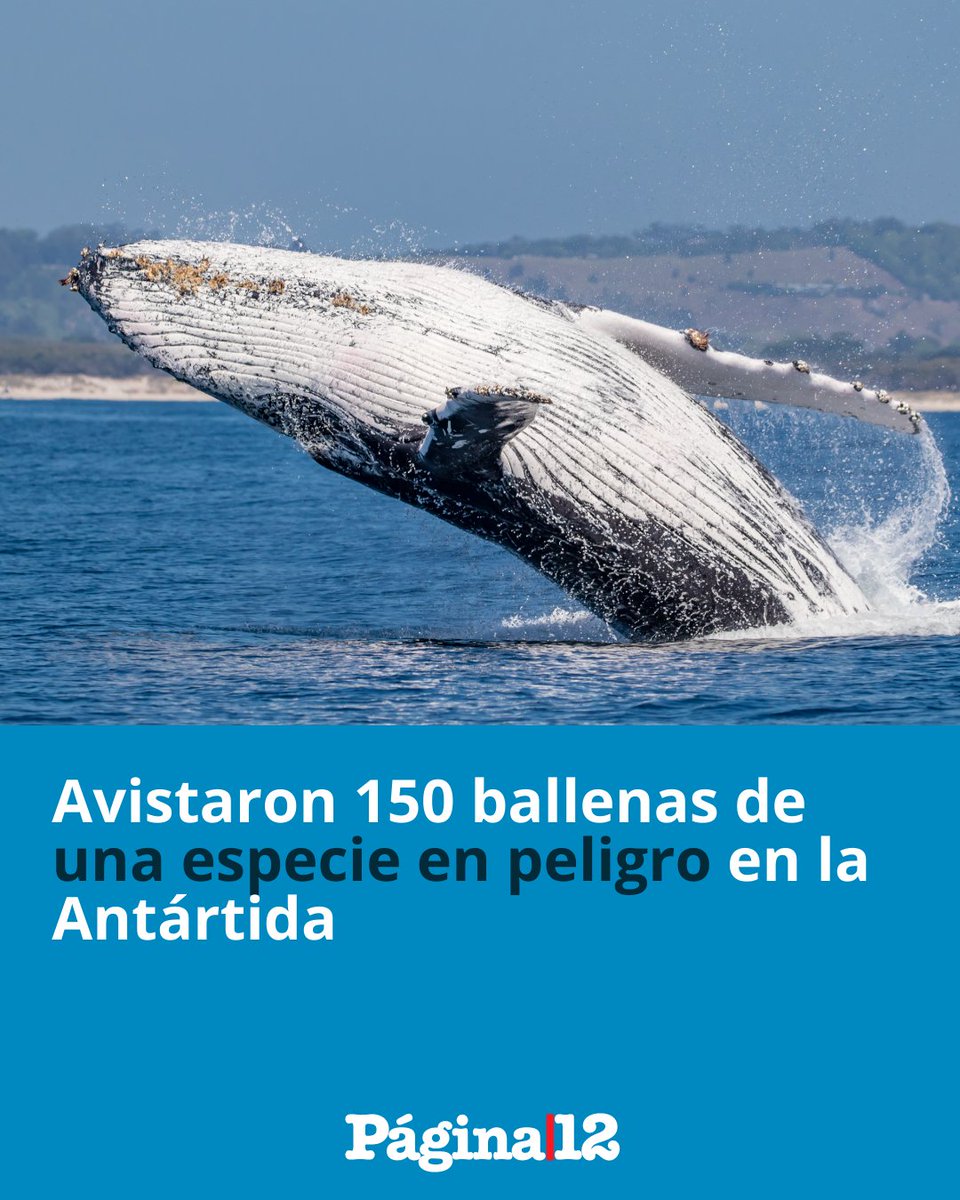 pagina12's tweet photo. 😍 "INÉDITO Y EMOCIONANTE"

🐋 Unas 150 ballenas rorcuales comunes fueron filmados por la BBC en la Antártida, un espectáculo inédito y "emocionante", festejado por los científicos.  [https://t.co/GRgV4K9N6W] https://t.co/ArBtlM16dq