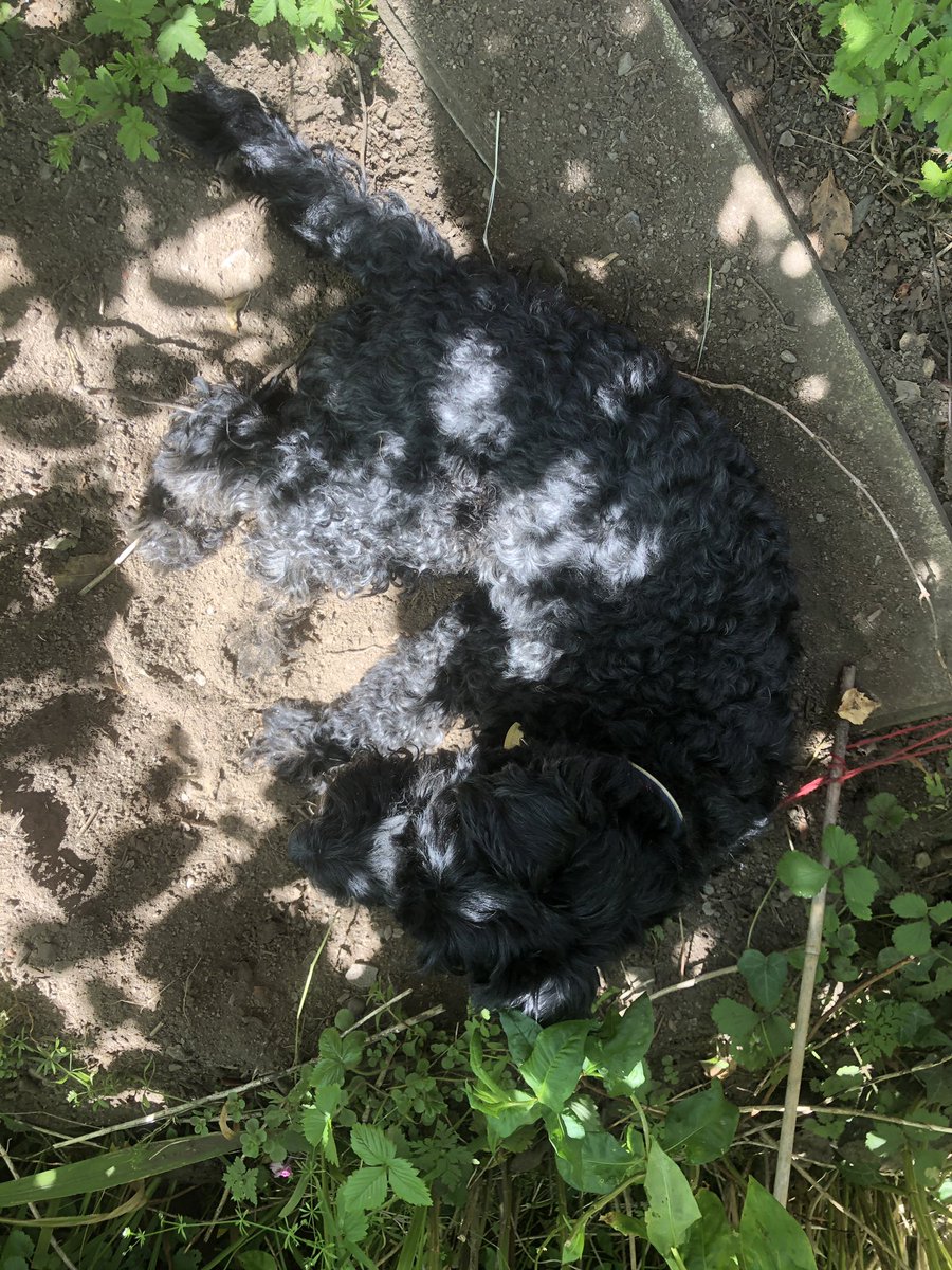 Welsh_Jacobite's tweet photo. @BuzzKilbride I had also found a good shady spot to snooze #dogsofdigitalpreservation https://t.co/8czKSIlcd3