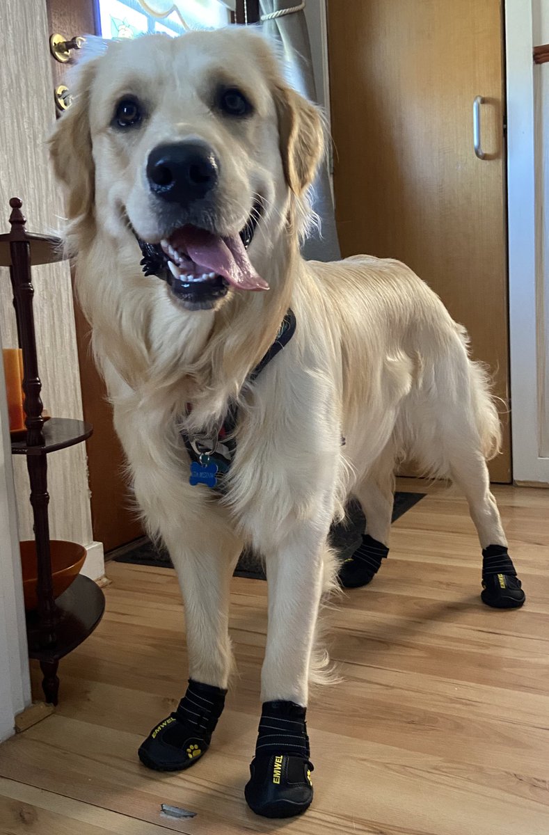 weebittanat's tweet photo. just thought I’d share. he loves his new booties

#GoldenRetrievers https://t.co/MsWnUnTgSu