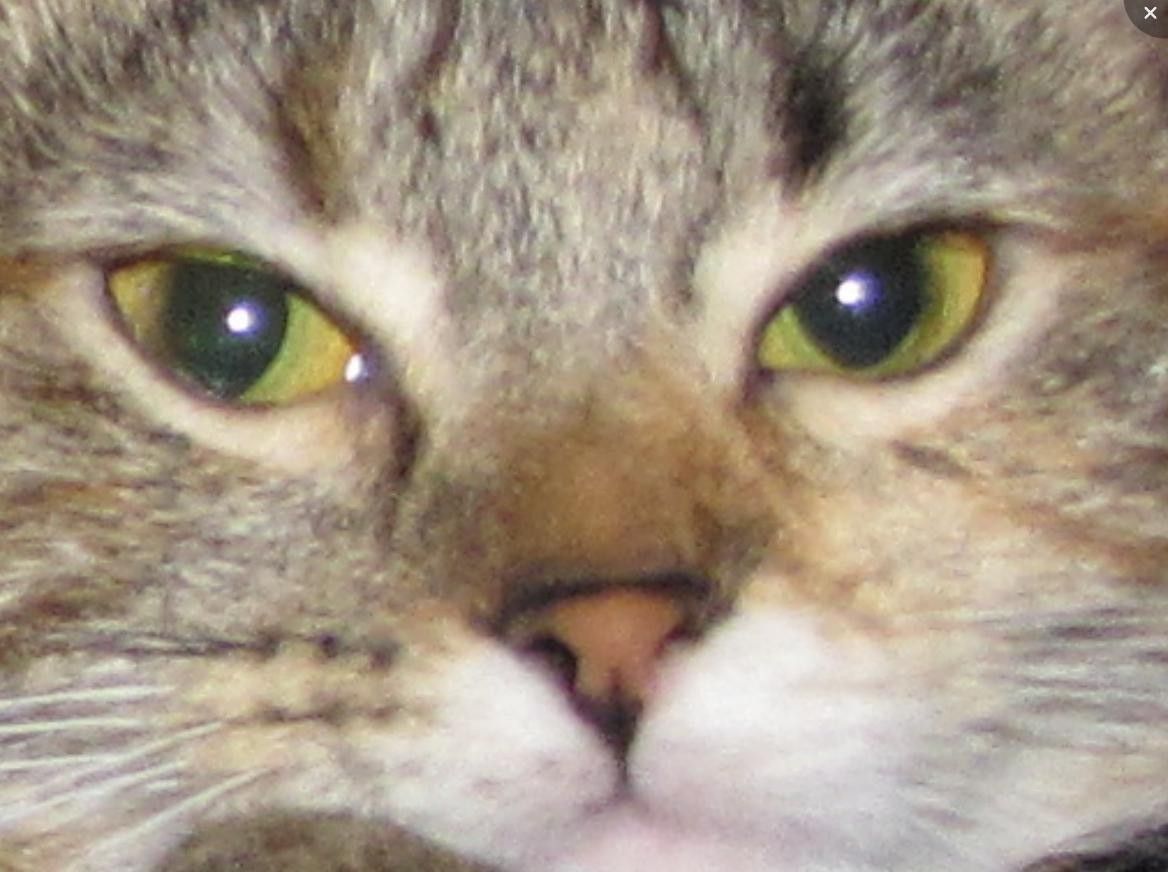 <a href="/MukiHyena/">muki</a> Mfw people are dunking on Garry
