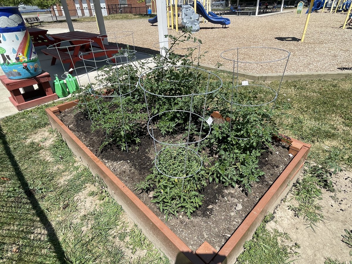MrsMooney4th's tweet photo. Our Alden Intermediate Community Garden is growing well! The rain barrel is empty due to lack of rain though. Consider bringing a gallon of water when you visit the playground to help keep it growing. Thanks! @AldenIntSchool https://t.co/Wyx10BBbea