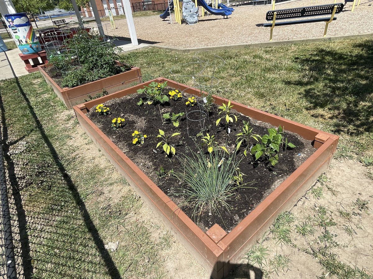 MrsMooney4th's tweet photo. Our Alden Intermediate Community Garden is growing well! The rain barrel is empty due to lack of rain though. Consider bringing a gallon of water when you visit the playground to help keep it growing. Thanks! @AldenIntSchool https://t.co/Wyx10BBbea