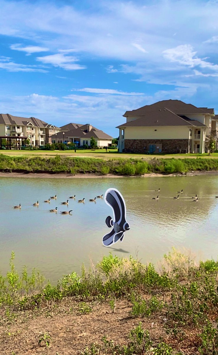 BitFins's tweet photo. The graceful Pinnatus loves jumping out of the water to glide and enjoy the air above the surface. 

They coexist with surrounding creatures, a truly peaceful aquatic animal. https://t.co/vLgh9z8Hci