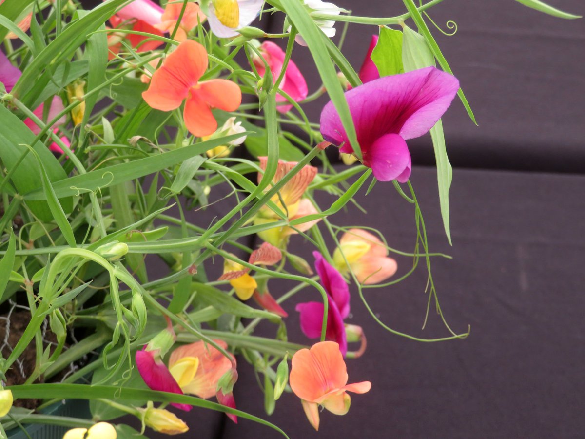 ThreadSquirrel's tweet image. We visited the #sweetpea show at @RHSHarlowCarr this weekend.