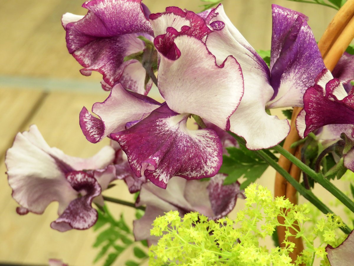 ThreadSquirrel's tweet image. We visited the #sweetpea show at @RHSHarlowCarr this weekend.