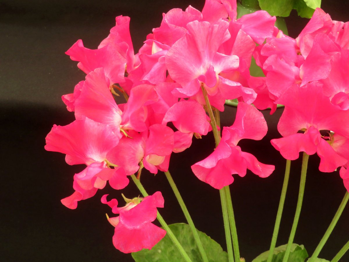 ThreadSquirrel's tweet image. We visited the #sweetpea show at @RHSHarlowCarr this weekend.