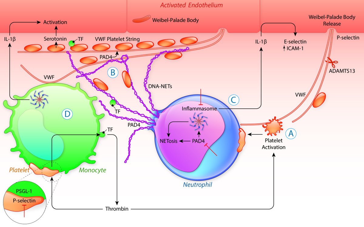 atvbahajournals's tweet photo. New Review:  Thromboinflammation: From Atherosclerosis to COVID-19. https://t.co/tgVD0IDfjB https://t.co/SKLopw8Gob