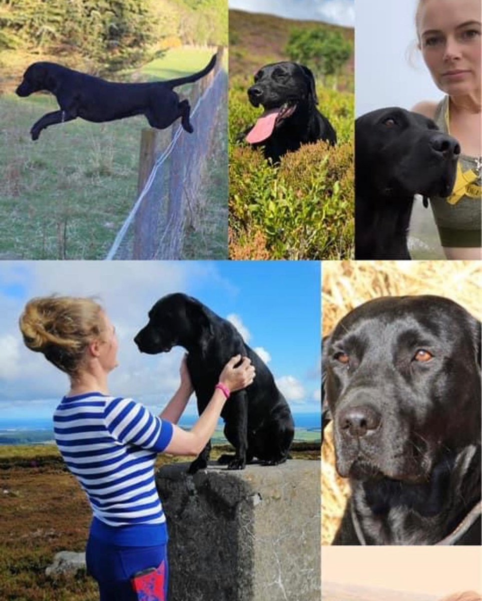 KimTedcastle's tweet photo. Happy 6th Birthday Pip Pup!
You have taught me so much and continue to do so. Such heart, endurance and an absolute workaholic❣️#workinglabrador #gundog #mansbestfriend #DogsofTwittter https://t.co/s7lxGKBqvi