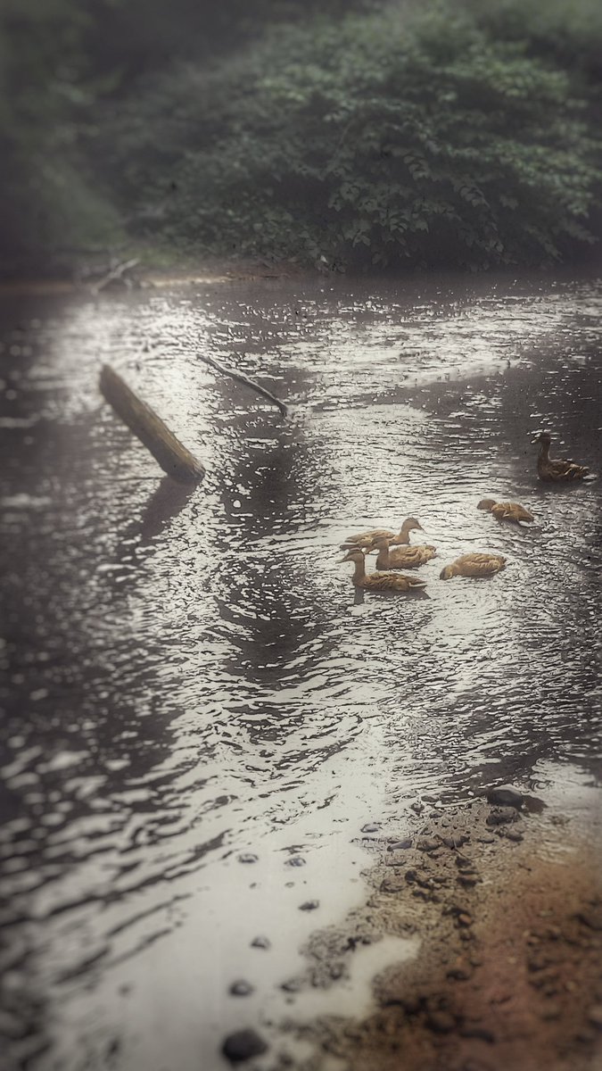 cannicope's tweet photo. QUACK #photo #wildlifephotography #wildlifeconservation #pursuingpurpose https://t.co/aEOiHaY65q