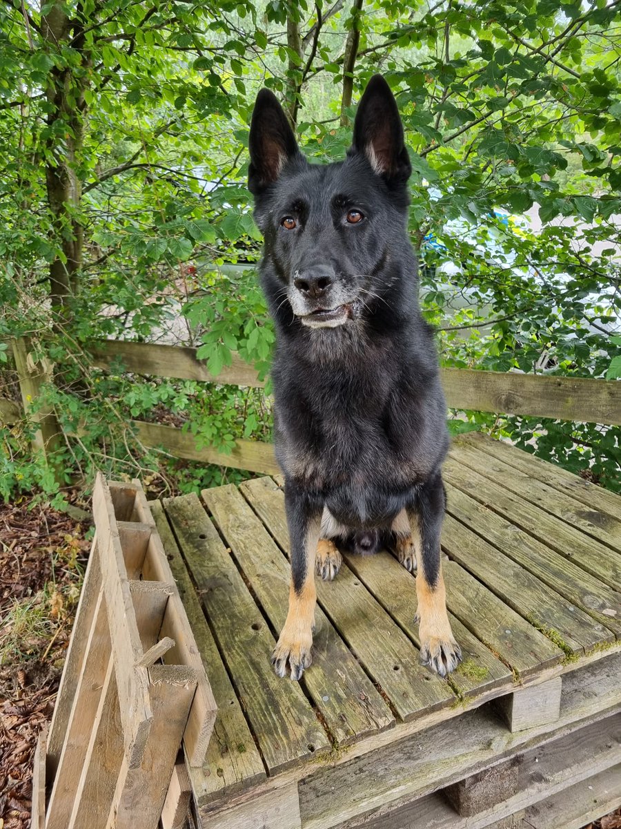 PSOSDogs's tweet image. Officers in the Southside of Glasgow arrested a man who had been threatening to assault people with weapons; However he was no longer in possession of them. Well that was until #PDBodie used the power of his nose and sniffed them out. 
#NoKnivesBetterLives #KeepingPeopleSafe