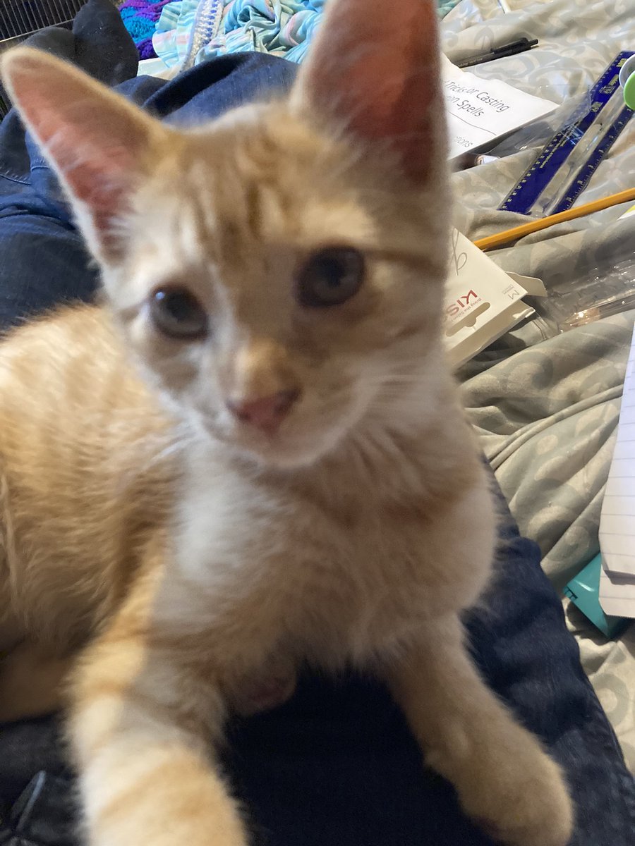 AutieAutismMom's tweet photo. @Chewy @THEamberadams Was a few weeks ago, Sigyn Jasper is bigger and more awkwardly shaped now…never have had a more awkwardly growing kitten 😂 Full-grown paws, ears, tail, and in length; still a kitten-sized head and just as skinny…despite eating a ridiculous amount of food every day… https://t.co/vZqwQVRxHT