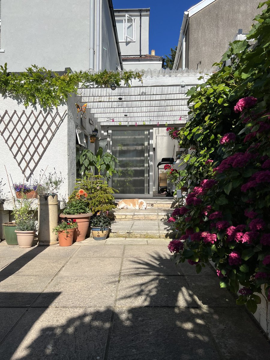 Hot hot hot 🥵 🐶